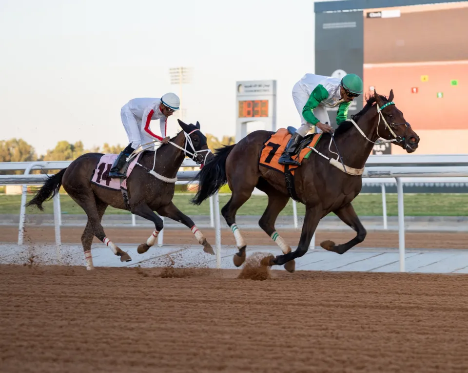 السعودية: منافسة شرسة في كأس نادي سباقات الخيل بالطائف