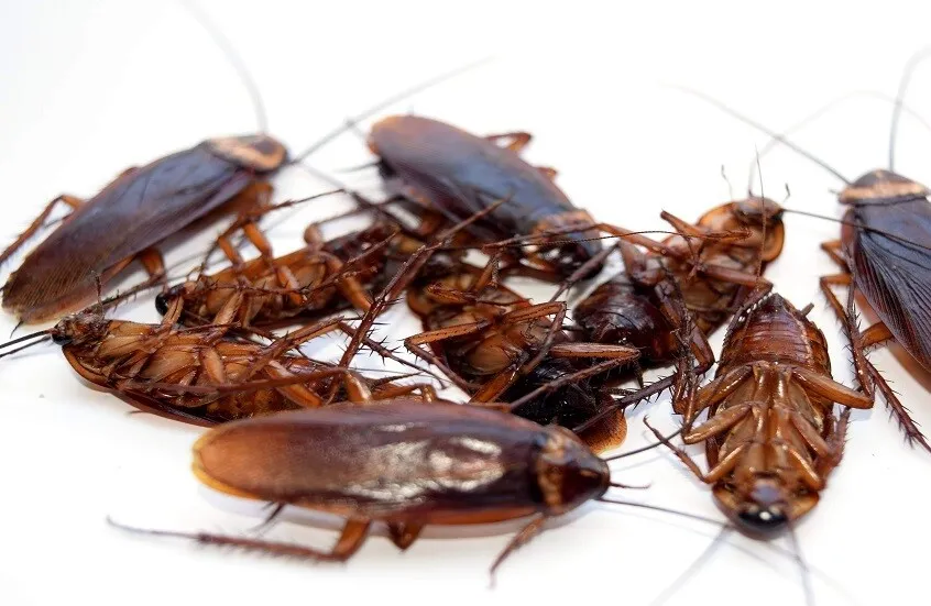 من الصراصير إلى بكتيريا "كونان": الكائنات الأكثر مقاومة للإشعاع النووي