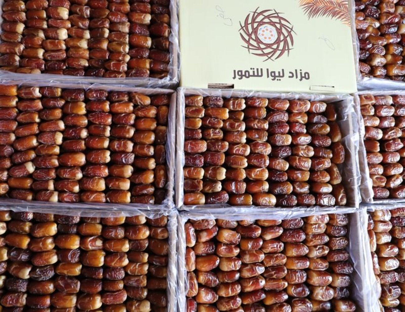 أرشيفية