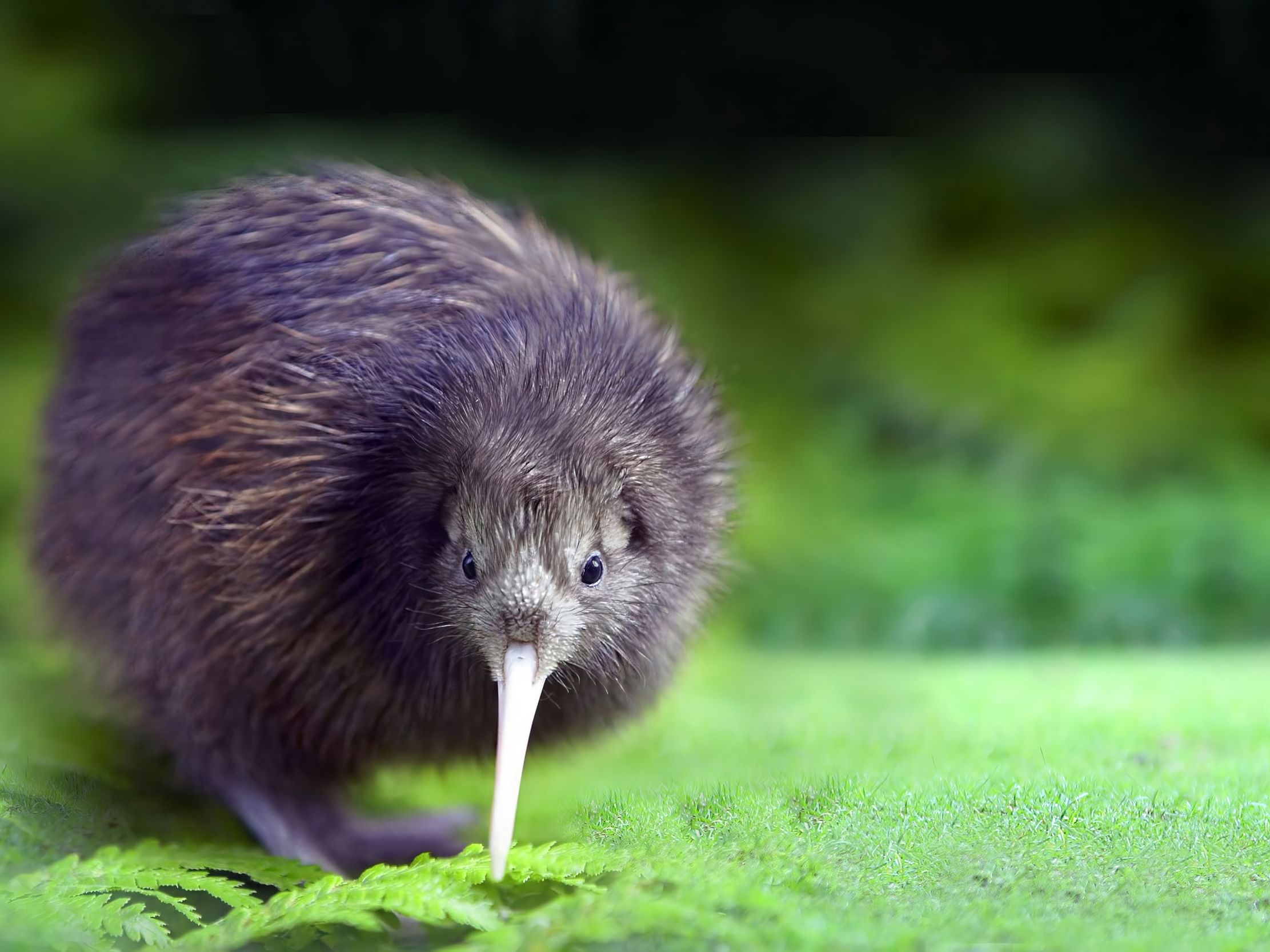 اكتشاف نادر لطائر "كيوي بوكوبوكو" في نيوزيلندا بعد 50 عامًا من الغياب       