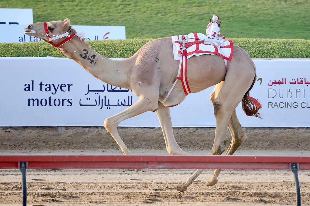 مزنه و"حساس" يتصدران منافسات الرموز في مهرجان سمو ولي عهد دبي للهجن