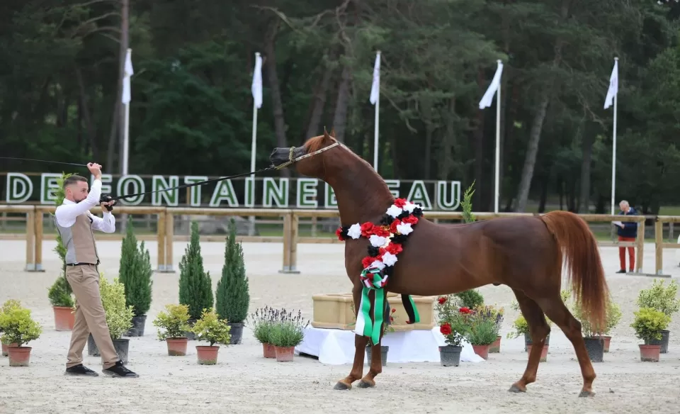 انطلاق البطولة الـ 6 لكأس الإمارات العالمي لجمال الخيل العربية في مصر