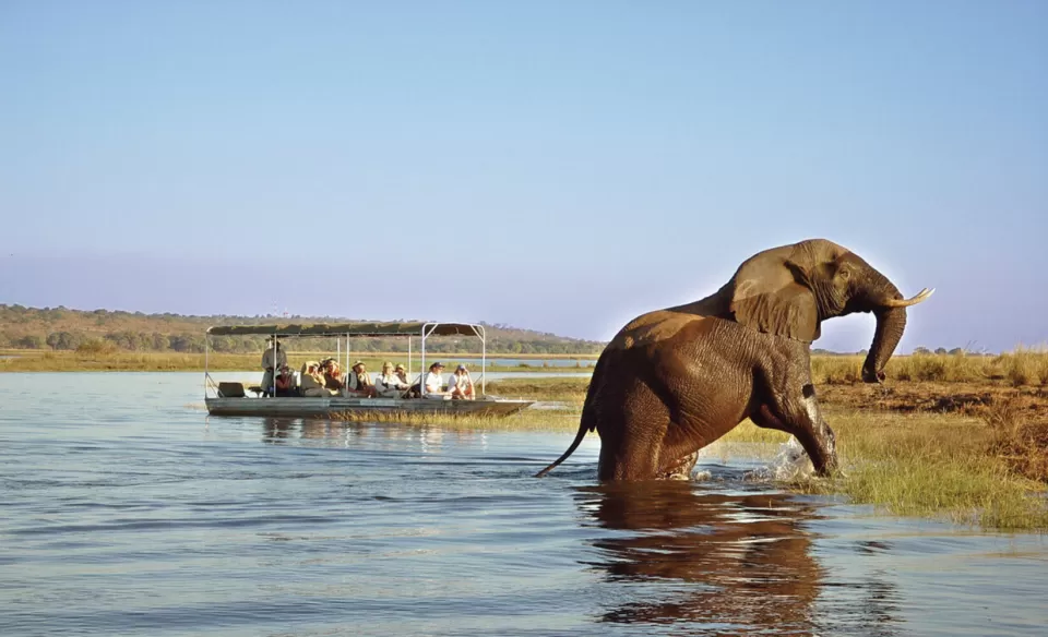  فيلة تدهس سائحًا إسبانيًا حتى الموت أمام خطيبته في جنوب إفريقيا