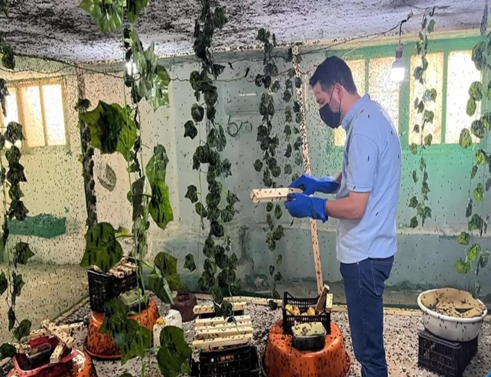  شاب أردني يحول النفايات إلى سماد وعلف باستخدام الذباب