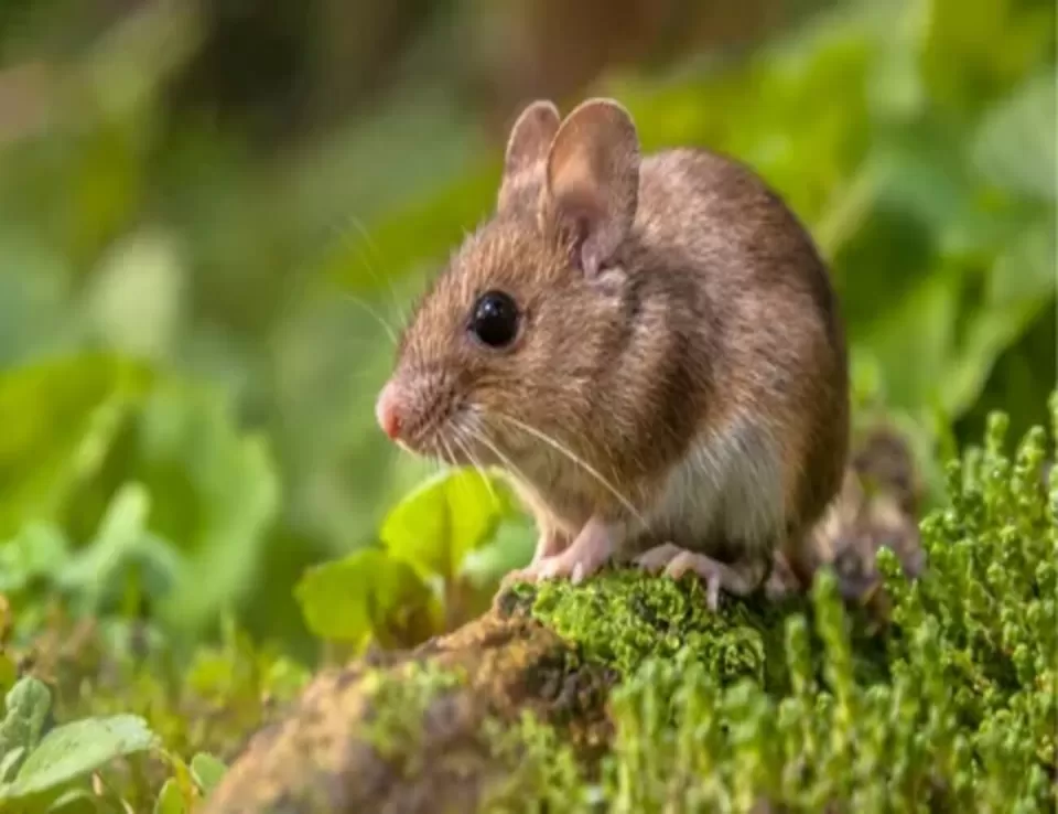 فيروس هانتا يتسبب في وفيات جديدة  في الولايات المتحدة