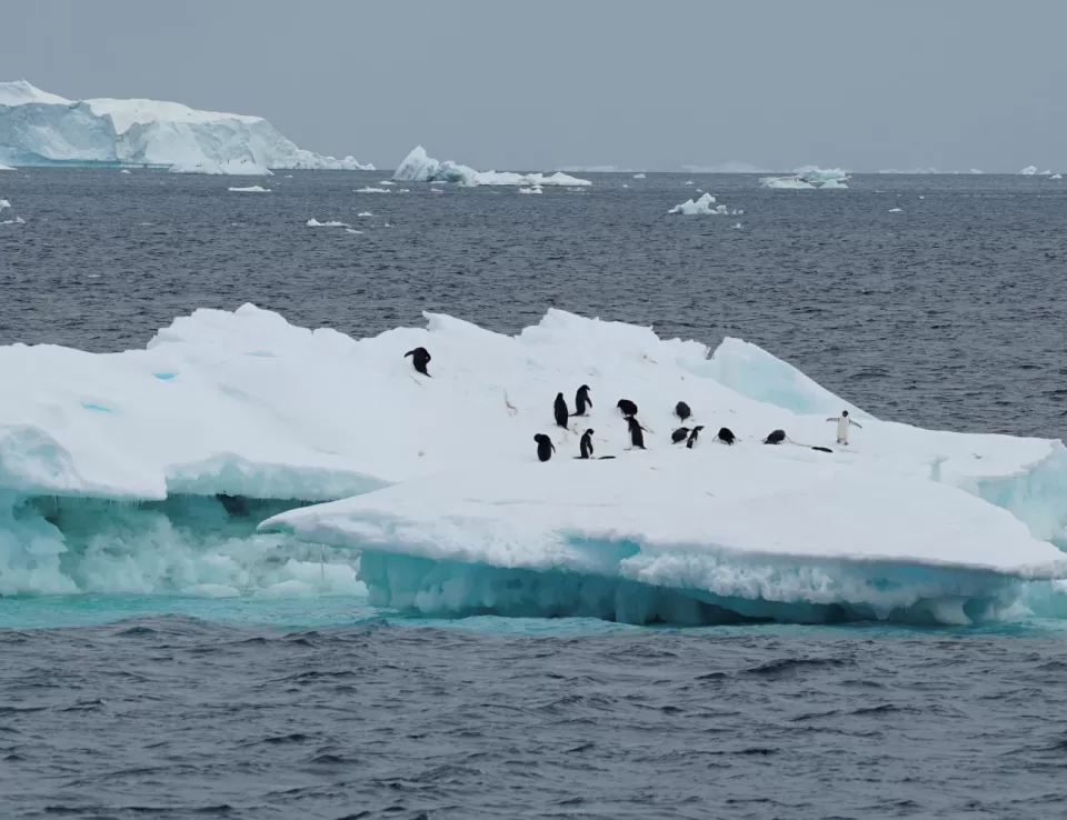  القطب الجنوبي