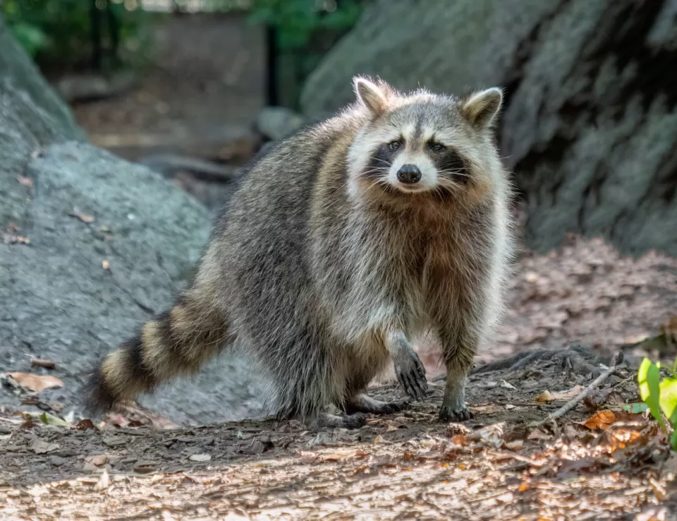 حيوان الراكون