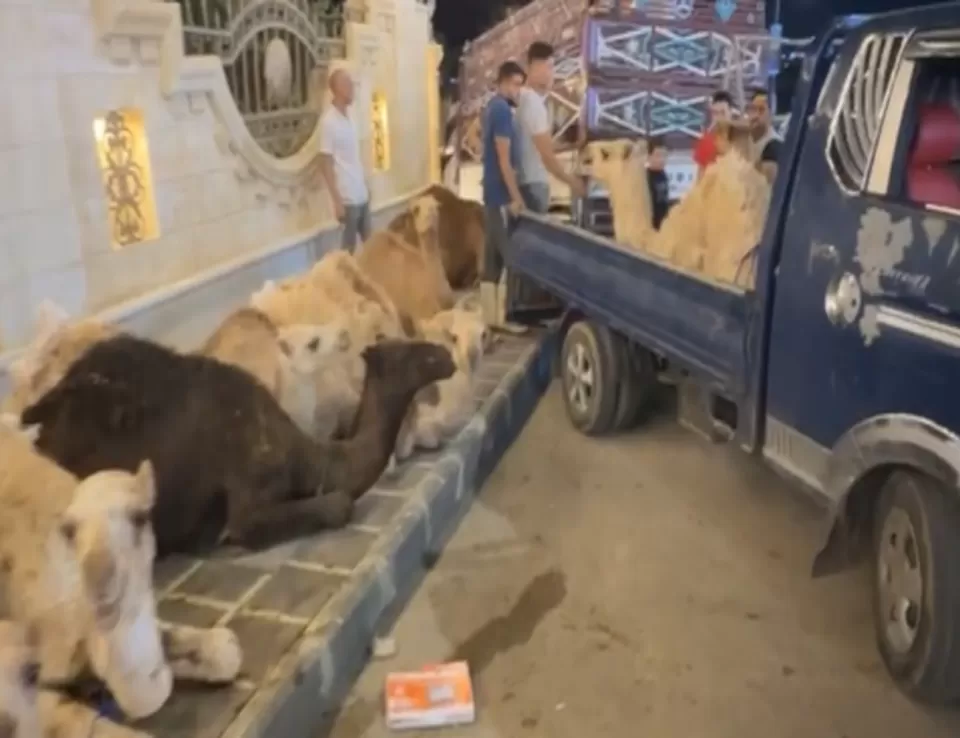 الانتخابات الأردنية .. إحالة مرشح للمحكمة بعد إقدامه على نحر 38 جملاً في الشارع العام 