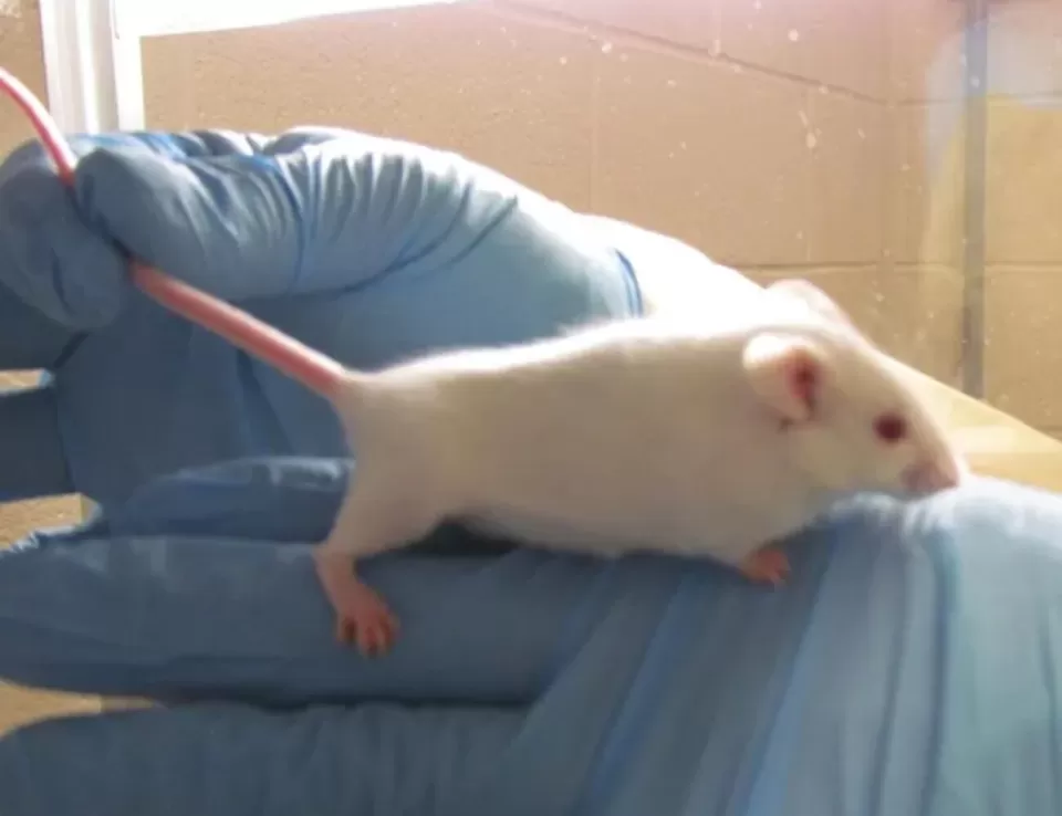 علماء جامعة كينداي يبتكرون نواة خلوية اصطناعية في بويضة فأر حية