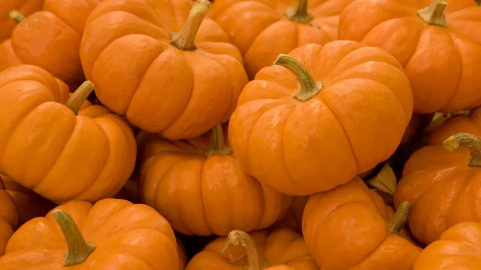 القرع.. فاكهة بمذاق الخضار تزدهر زراعتها في القصيم وتعد بمستقبل اقتصادي واعد