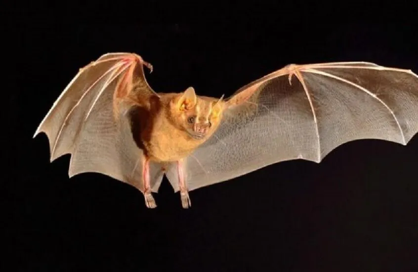 دراسة جديدة تكشف: الخفافيش لم تطور جينات جديدة للطيران بل أعادت برمجة الموجودة