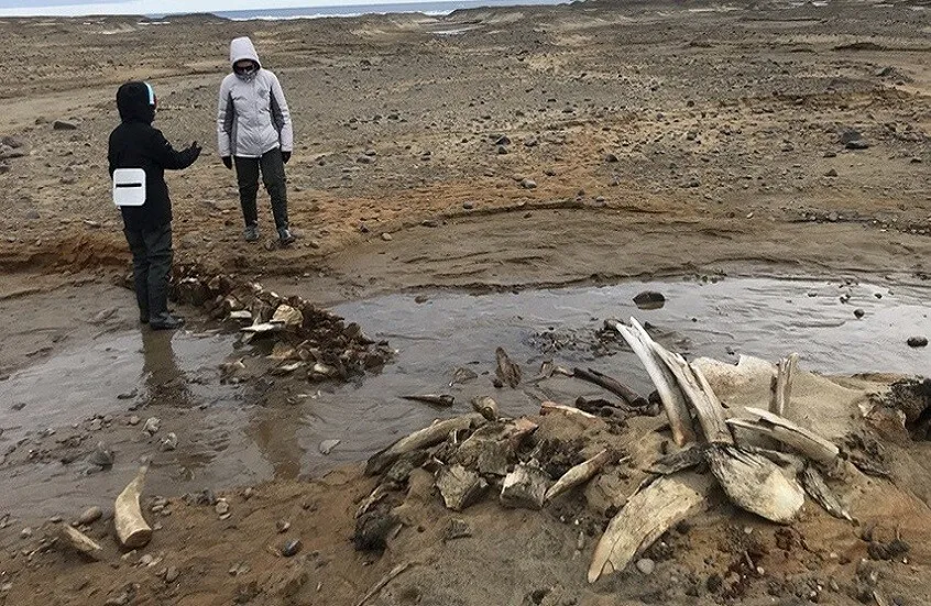 اكتشاف تجمع ضخم لعظام حيتان قديمة في جزيرة فيلشيكا بأرخبيل فرانز جوزيف