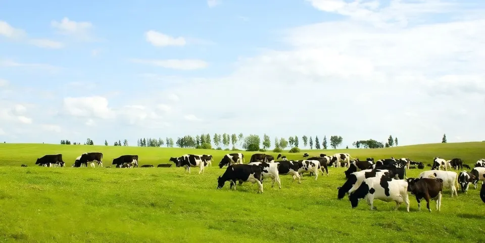  أستراليا تطوّر أول لقاح mRNA لحماية الأبقار من الحمى القلاعية