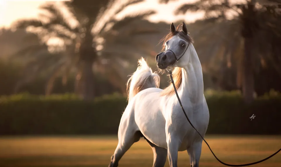 "الوكرة" تحصد لقب كأس رئيس الدولة للخيول العربية بإسبانيا