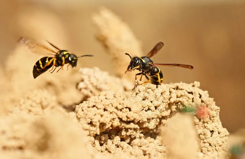 خبيرة بريطانية تقدم نصائح لتجنب لسعات الدبابير أثناء النزهات