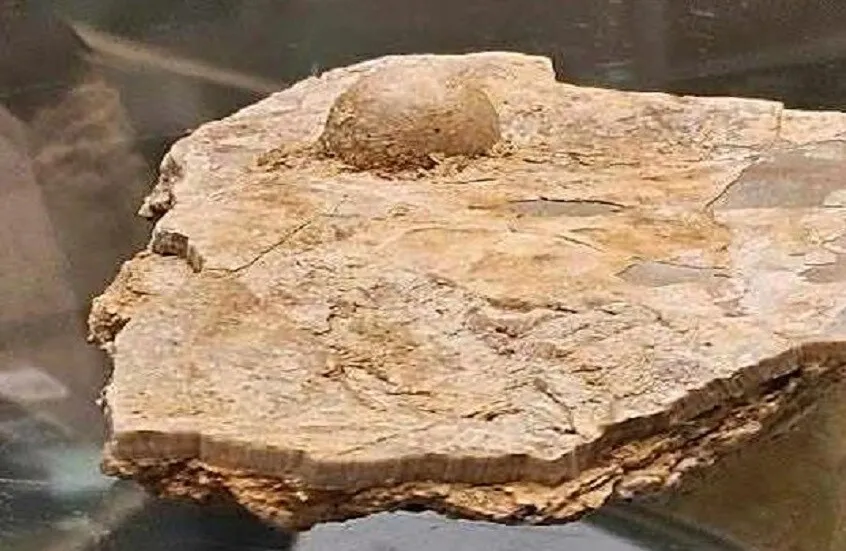 امرأة تعثر على لؤلؤة عمرها 100 مليون عام