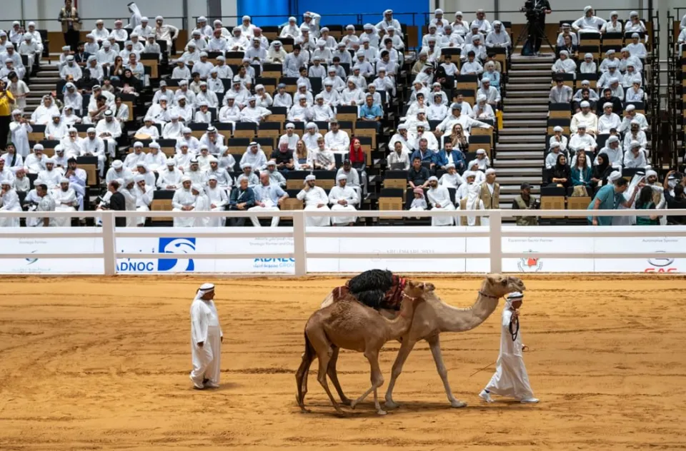 مبيعات مزاد الهجن