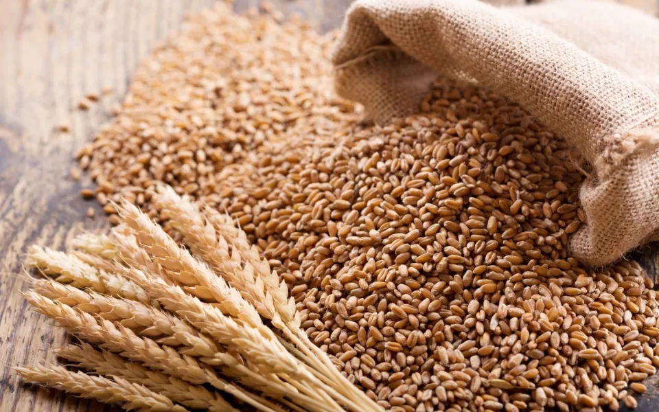 مصر تستهدف شراء 5 ملايين طن قمح محلي في موسم الحصاد المقبل