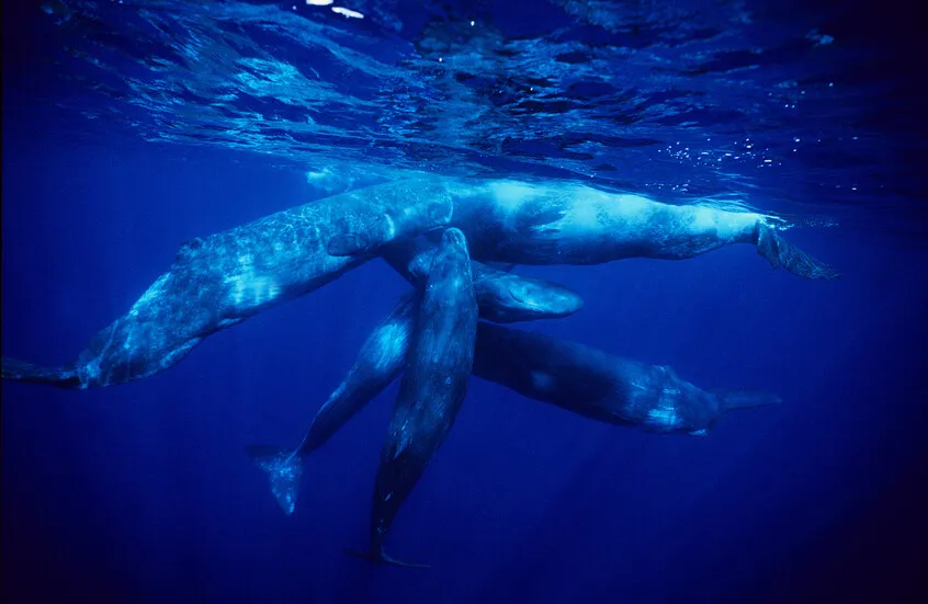 اكتشاف لغوي مذهل: علماء يفكون شيفرة تواصل حيتان العنبر ويؤكدون أنها تمتلك نظامًا لغويًا يشبه البشر